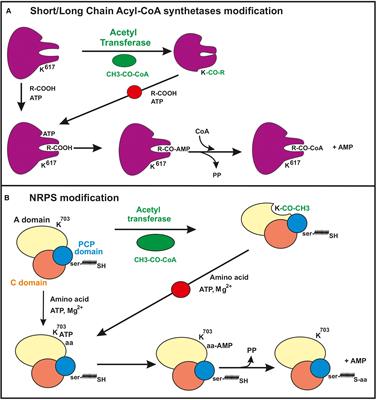 Modulation of Gene Expression in Actinobacteria by Translational Modification of Transcriptional Factors and Secondary Metabolite Biosynthetic Enzymes